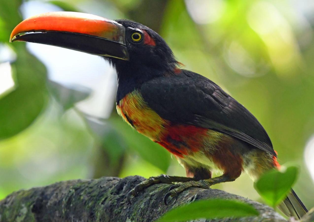 La Montanita Lodge Manuel Antonio Εξωτερικό φωτογραφία