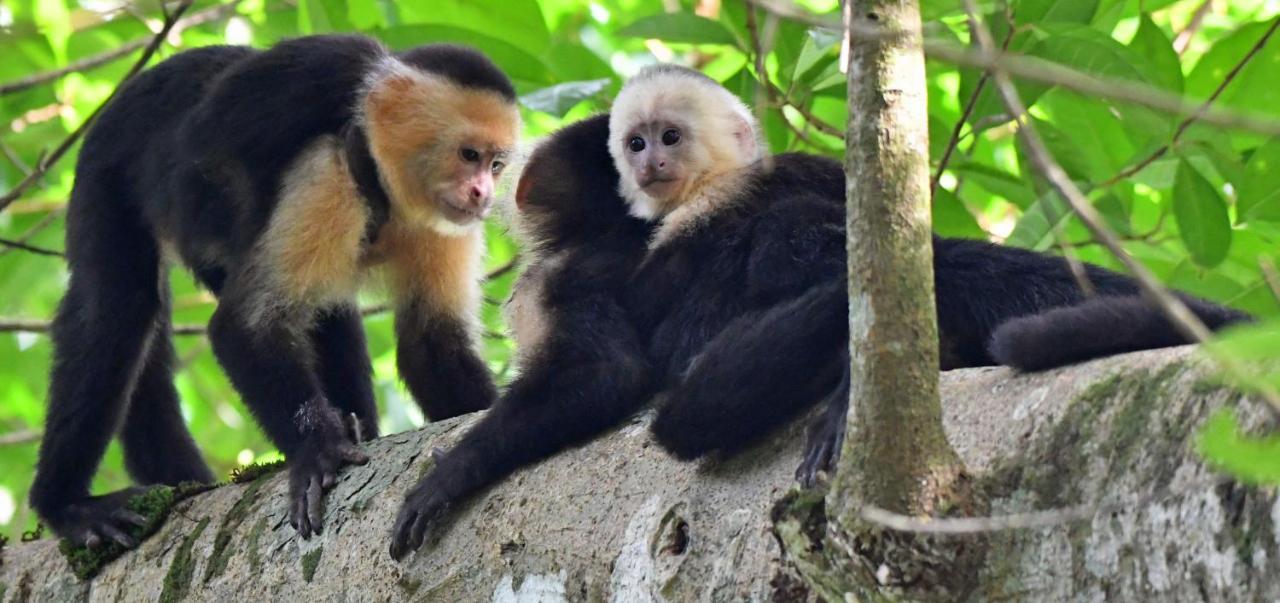 La Montanita Lodge Manuel Antonio Εξωτερικό φωτογραφία