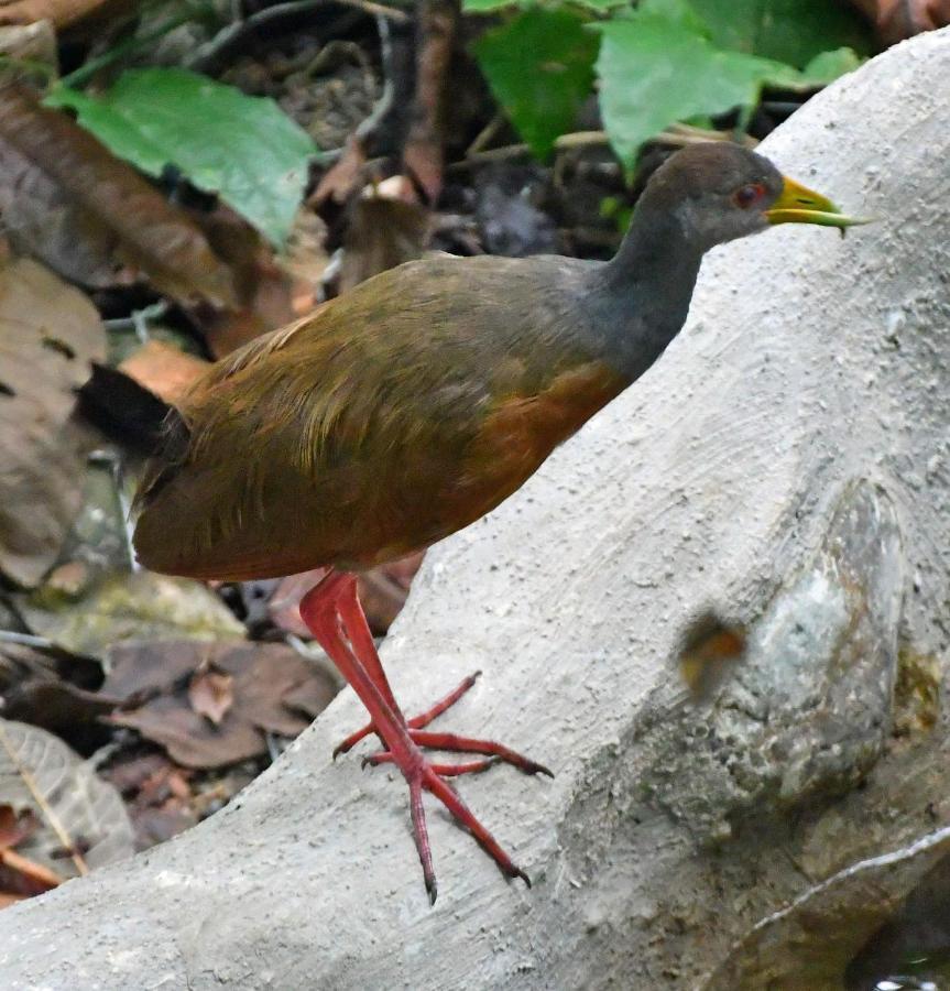 La Montanita Lodge Manuel Antonio Εξωτερικό φωτογραφία