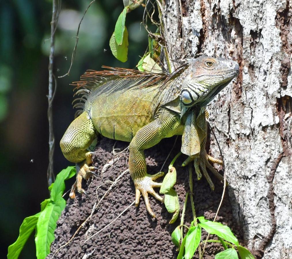 La Montanita Lodge Manuel Antonio Εξωτερικό φωτογραφία