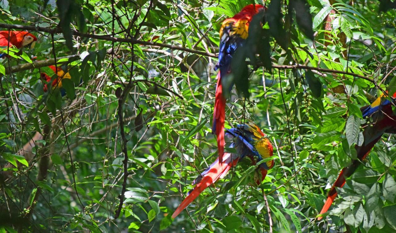 La Montanita Lodge Manuel Antonio Εξωτερικό φωτογραφία