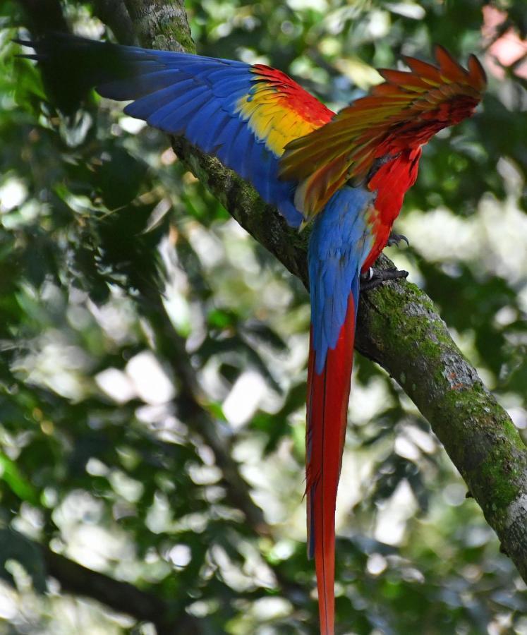 La Montanita Lodge Manuel Antonio Εξωτερικό φωτογραφία