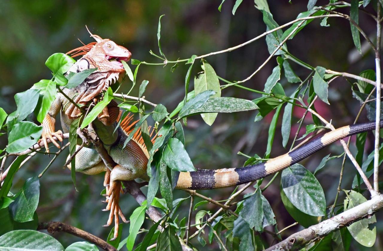 La Montanita Lodge Manuel Antonio Εξωτερικό φωτογραφία