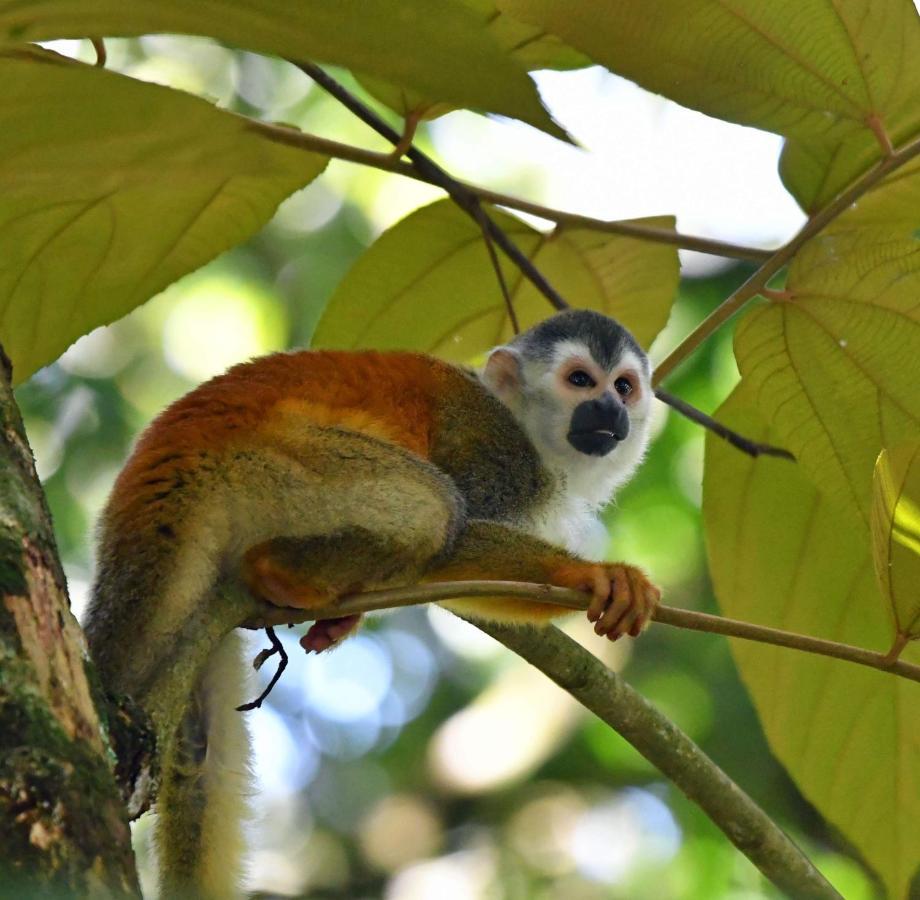 La Montanita Lodge Manuel Antonio Εξωτερικό φωτογραφία