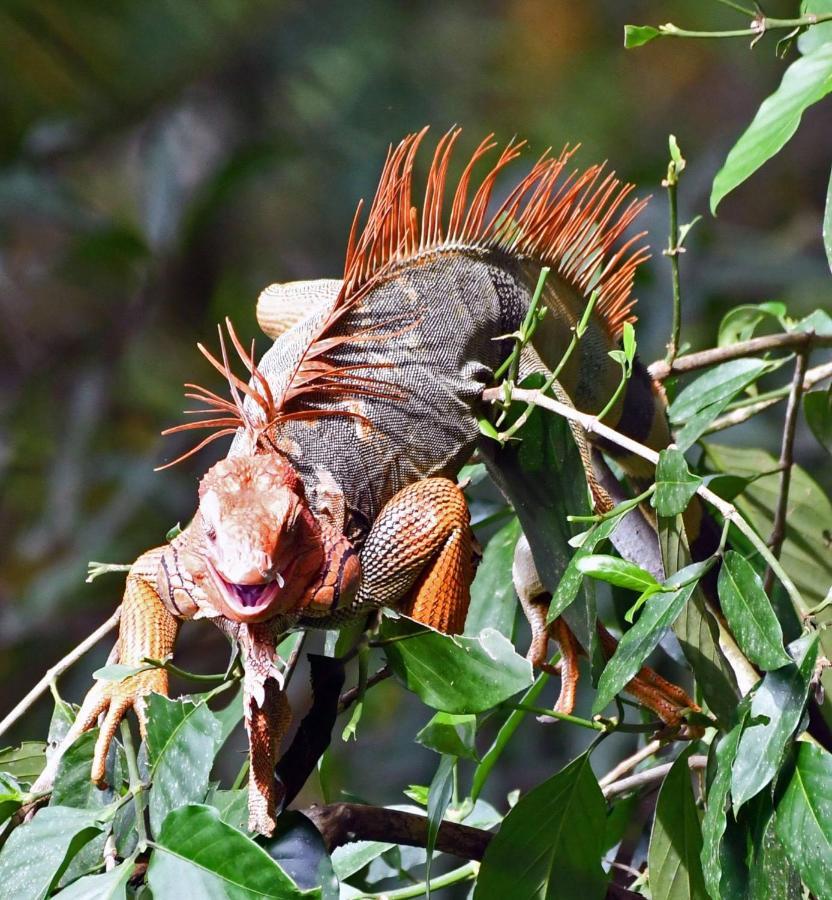 La Montanita Lodge Manuel Antonio Εξωτερικό φωτογραφία